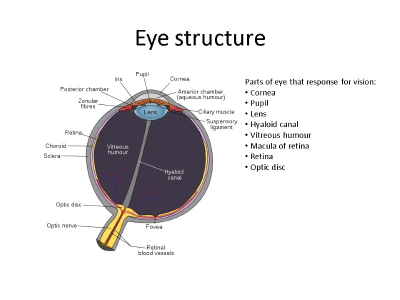 Eye structure Parts of eye that response for vision:  Cornea  Pupil 